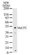 Methyl-CpG Binding Protein 2 antibody, PA1-41006, Invitrogen Antibodies, Western Blot image 