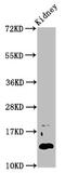 Developmental pluripotency-associated 5 protein antibody, CSB-PA007147LA01HU, Cusabio, Western Blot image 