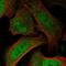 Bromodomain Adjacent To Zinc Finger Domain 2B antibody, HPA059292, Atlas Antibodies, Immunofluorescence image 