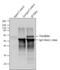 MARVEL domain-containing protein 2 antibody, 700191, Invitrogen Antibodies, Immunoprecipitation image 