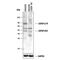 LEDGF antibody, AF3468, R&D Systems, Western Blot image 