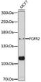 Fibroblast Growth Factor Receptor 2 antibody, 14-421, ProSci, Western Blot image 