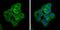 Angiomotin Like 2 antibody, PA5-78495, Invitrogen Antibodies, Immunofluorescence image 