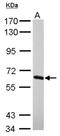 Nuclear RNA Export Factor 2B antibody, NBP2-15049, Novus Biologicals, Western Blot image 