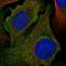 Protocadherin Alpha 1 antibody, HPA035969, Atlas Antibodies, Immunofluorescence image 