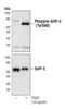 Protein Tyrosine Phosphatase Non-Receptor Type 11 antibody, PA5-17186, Invitrogen Antibodies, Western Blot image 