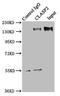 Cytoplasmic Linker Associated Protein 2 antibody, LS-C375470, Lifespan Biosciences, Immunoprecipitation image 