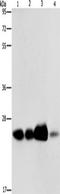 ADP Ribosylation Factor Related Protein 1 antibody, TA350878, Origene, Western Blot image 