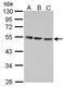 CD213a1 antibody, PA5-28309, Invitrogen Antibodies, Western Blot image 