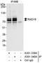 E3 ubiquitin-protein ligase RAD18 antibody, A301-339A, Bethyl Labs, Immunoprecipitation image 