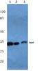 Apolipoprotein F antibody, A07726, Boster Biological Technology, Western Blot image 