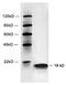 Histone H2B antibody, LS-C203032, Lifespan Biosciences, Western Blot image 
