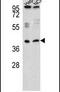 Radical S-Adenosyl Methionine Domain Containing 1 antibody, PA5-25186, Invitrogen Antibodies, Western Blot image 
