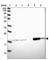 Optic atrophy 3 protein antibody, HPA044881, Atlas Antibodies, Western Blot image 