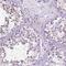 Speedy protein A antibody, NBP2-49476, Novus Biologicals, Immunohistochemistry paraffin image 