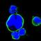 ISL LIM Homeobox 1 antibody, NBP1-47537, Novus Biologicals, Immunofluorescence image 