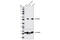 Tubulin Beta 3 Class III antibody, 5666T, Cell Signaling Technology, Western Blot image 