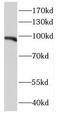 E2F Transcription Factor 7 antibody, FNab02603, FineTest, Western Blot image 