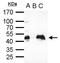 POU Class 5 Homeobox 1 antibody, PA5-27438, Invitrogen Antibodies, Immunoprecipitation image 