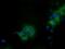 Isovaleryl-CoA dehydrogenase, mitochondrial antibody, NBP2-03047, Novus Biologicals, Immunofluorescence image 