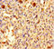 C2 Calcium Dependent Domain Containing 6 antibody, A65042-100, Epigentek, Immunohistochemistry paraffin image 