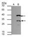 HES1 antibody, PA5-28802, Invitrogen Antibodies, Immunoprecipitation image 
