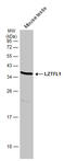 Leucine Zipper Transcription Factor Like 1 antibody, GTX104469, GeneTex, Western Blot image 