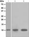S100 Calcium Binding Protein A2 antibody, ab109494, Abcam, Western Blot image 