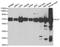 Dihydrolipoamide S-Acetyltransferase antibody, orb247343, Biorbyt, Western Blot image 