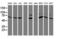 F-Box Protein 21 antibody, LS-C173576, Lifespan Biosciences, Western Blot image 