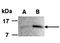 FGF1 antibody, orb66701, Biorbyt, Western Blot image 