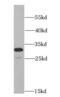 EEF1B antibody, FNab02643, FineTest, Western Blot image 