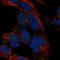 Distal-Less Homeobox 1 antibody, HPA035666, Atlas Antibodies, Immunofluorescence image 