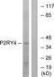 P2Y purinoceptor 4 antibody, TA314314, Origene, Western Blot image 