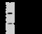 Ras Homolog Family Member F, Filopodia Associated antibody, 203681-T36, Sino Biological, Western Blot image 