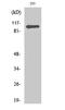 Zinc Finger CCCH-Type Containing 7B antibody, A10596-2, Boster Biological Technology, Western Blot image 
