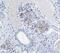 Follicular dendritic cell secreted peptide antibody, NBP1-84702, Novus Biologicals, Immunohistochemistry frozen image 