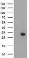Pyrroline-5-Carboxylate Reductase 2 antibody, MA5-25282, Invitrogen Antibodies, Western Blot image 