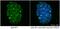 M31 antibody, ab10811, Abcam, Immunofluorescence image 