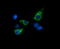 Mitochondrial tRNA-specific 2-thiouridylase 1 antibody, M06698, Boster Biological Technology, Immunofluorescence image 