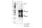 CD109 Molecule antibody, 35717S, Cell Signaling Technology, Immunoprecipitation image 