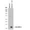 C-C Motif Chemokine Ligand 4 antibody, AF-451-NA, R&D Systems, Western Blot image 