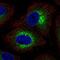 Collagen alpha-6(IV) chain antibody, HPA065393, Atlas Antibodies, Immunofluorescence image 