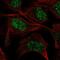 Guanylate Cyclase 1 Soluble Subunit Alpha 1 antibody, HPA058617, Atlas Antibodies, Immunocytochemistry image 