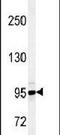 Lysine Demethylase 7A antibody, PA5-25040, Invitrogen Antibodies, Western Blot image 