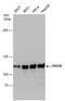 DEAH-Box Helicase 36 antibody, PA5-78644, Invitrogen Antibodies, Western Blot image 