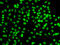 Cysteine And Serine Rich Nuclear Protein 1 antibody, 22-726, ProSci, Immunofluorescence image 