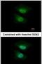 NGFI-A-binding protein 2 antibody, PA5-27925, Invitrogen Antibodies, Immunofluorescence image 