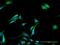 Glyceronephosphate O-Acyltransferase antibody, H00008443-D01P, Novus Biologicals, Immunofluorescence image 