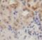 Glutaminase antibody, FNab04519, FineTest, Immunohistochemistry frozen image 